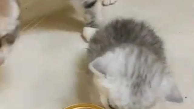 Mrs. Kat does not want to food her beautiful child