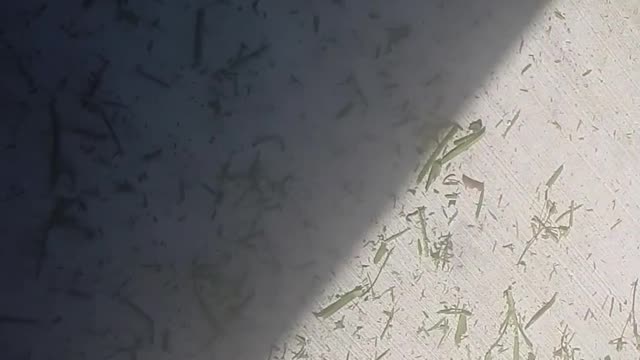 An Illegal Alien with a Weed Whacker Nearly Injures Me in Jupiter Florida : May 2019
