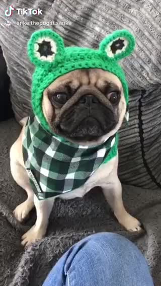 Adorable pug shows of his outfits