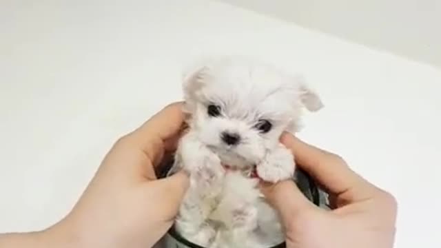 Hermoso perrito tierno