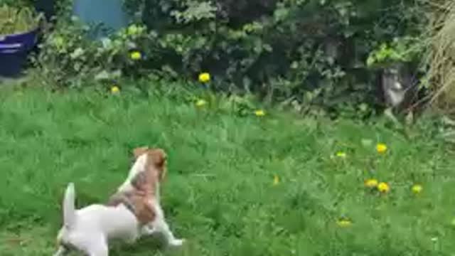 dog says hi to cat from next door