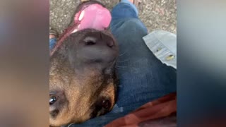 Belgian Malinois out smarts owner