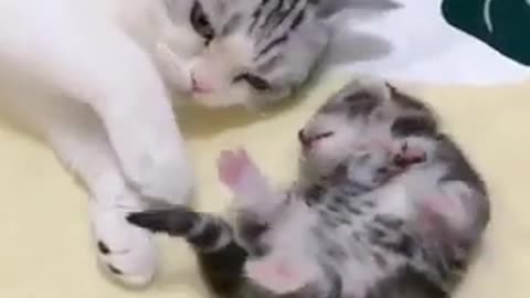 mommy cat hugs baby kitten having a nightmare