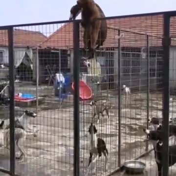 Fence climbing contest