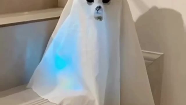 Eager and patient cat reacts with new outfit for Halloween