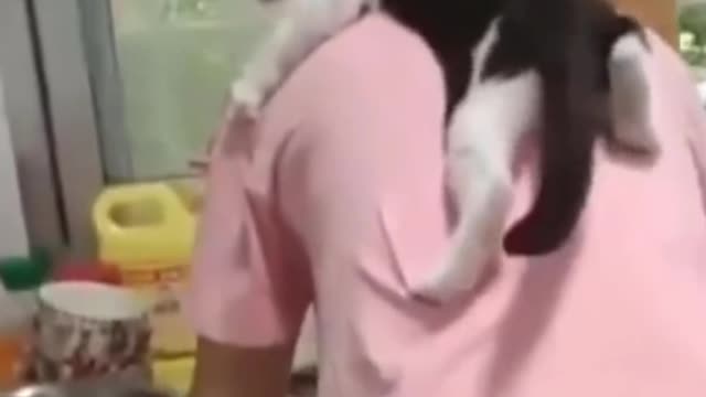 Funny Cat Video