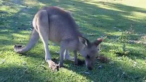 Animal sounds