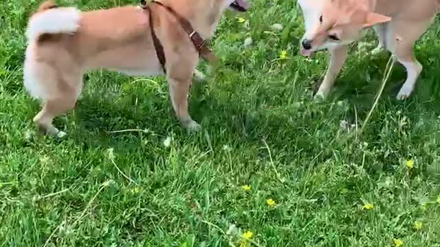 Shiba Inu Summer Day