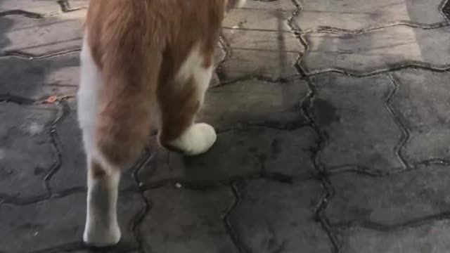 Following/Chasing around the cat on the road