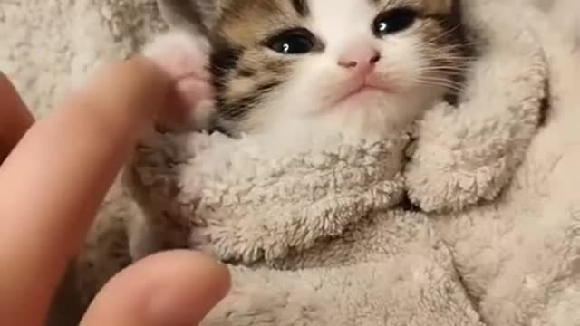 Funny baby 🐈