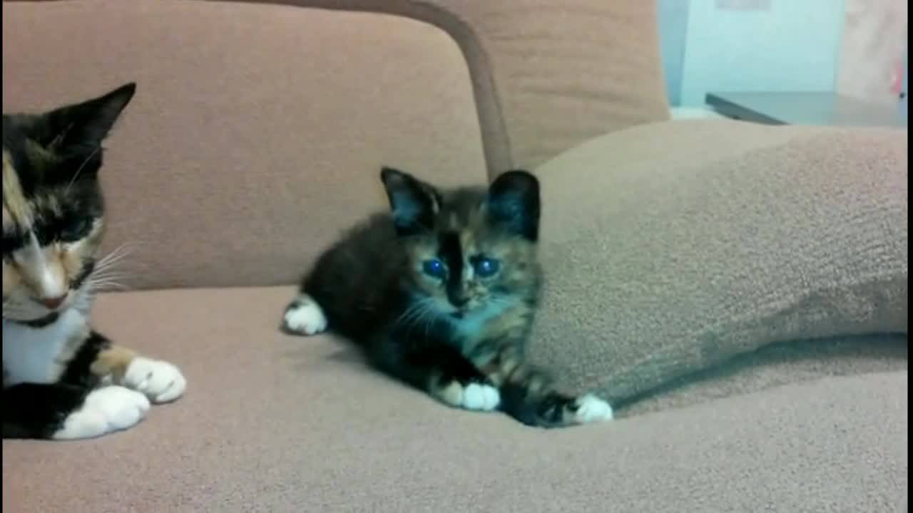 The cat is watching the game of her kitten.