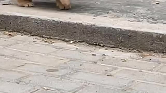 Funny and Cute Dog Video Compilation