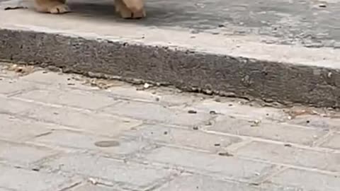 Funny and Cute Dog Video Compilation