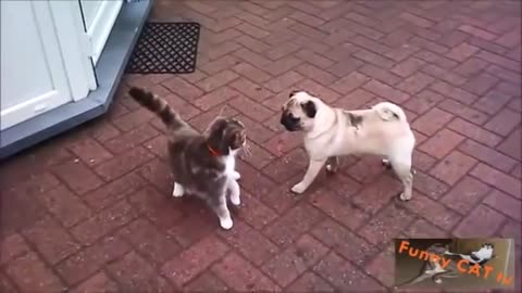 Cats and Dogs Meeting Each other For The First Time