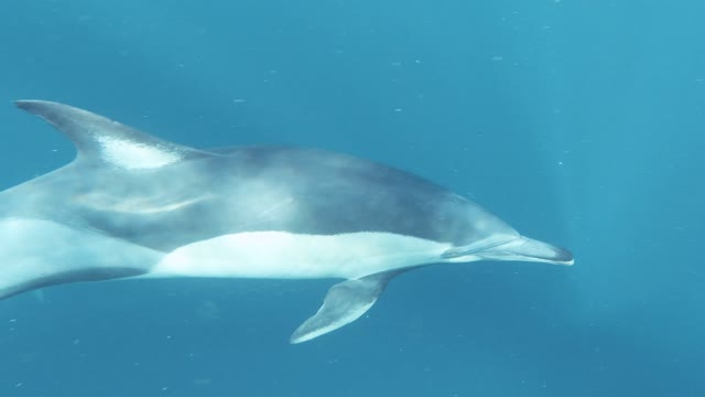 The dolphins is very buatifulš¤©