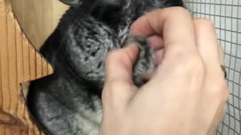 Izzy the cutest chinchilla