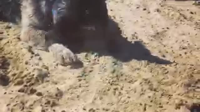 Black dog playing with blue ball at beach in the sand