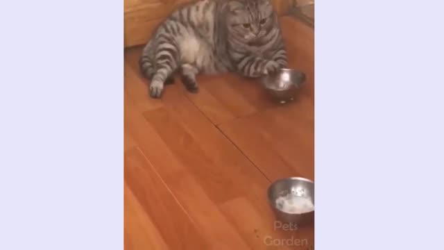 The cat is passing the time 😂😂very cute video must watch.