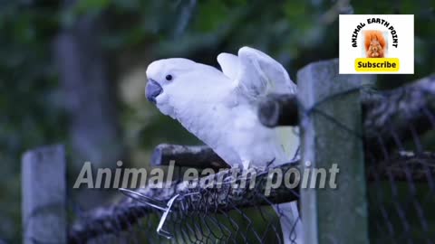 Dancing parrot video | parrot dancing naturl envernment