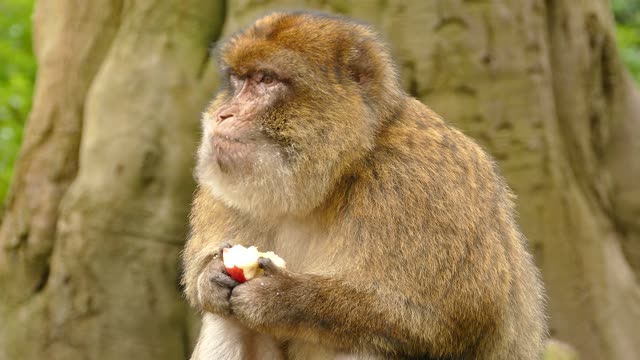 The monkey and the apple are a sight worth seeing