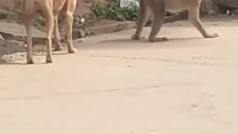 Dog feel horný and monkey reaction