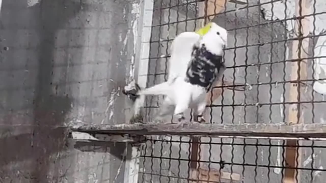 Parakeet Wrangler