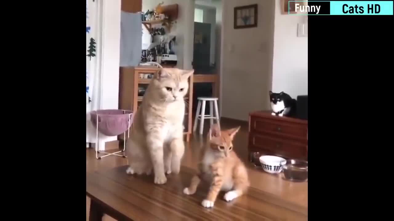 Best cat funny video of 2021😂