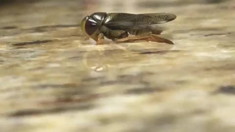 Bug Breathing