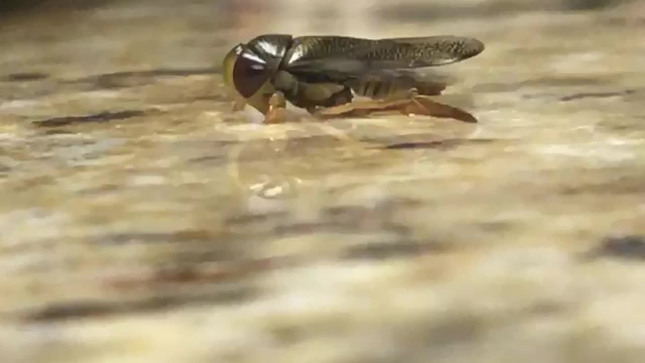 Bug Breathing