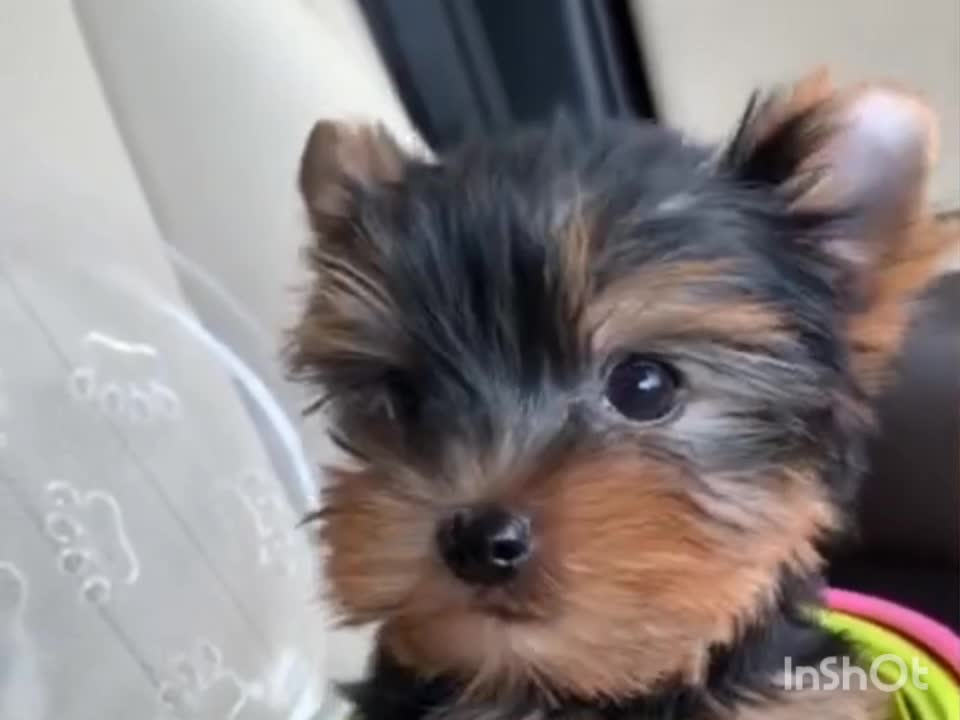 My Yorkie puppy get confused why i'm taking his video