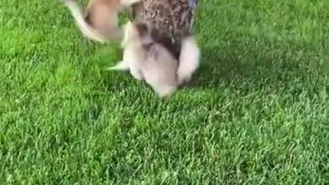 Beautiful Cats playing #shorts
