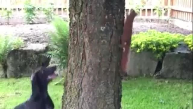 Dog Funny Video A Dog Jumping and Traying to Catching a Squirrel on Tree