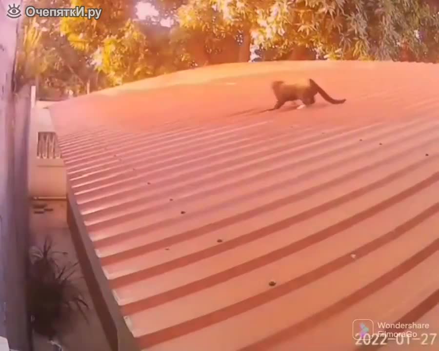 the cat is playing