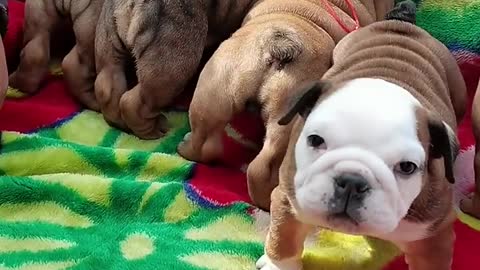 Cute Baby Dogs Hungry