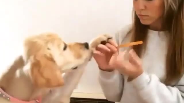 A girl playing with her dog and cleaning his nails on his hand