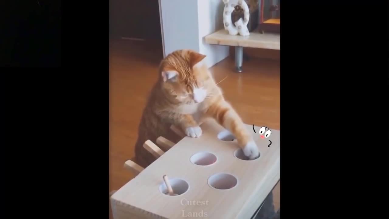 Funny cats