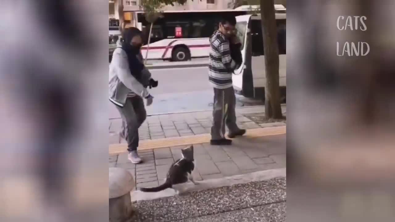 short funny cat video clip