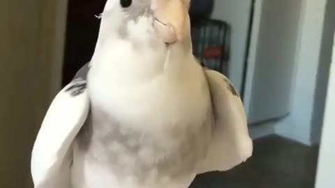 bird likes to play with strangers