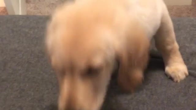 Puppy golden retriever climbs up the stairs for the first time