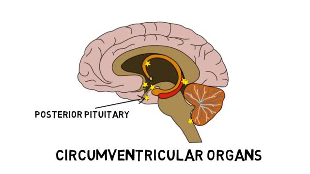 Blood - Brain Barrier