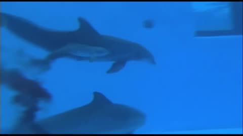 Dolphin giving birth