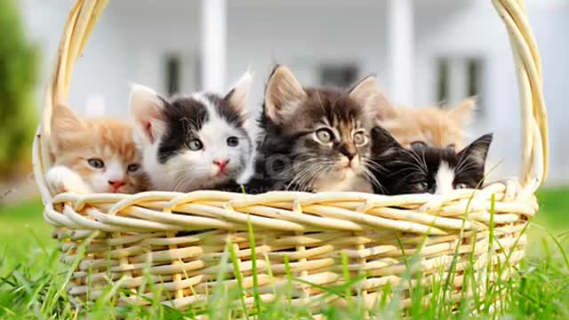 How much this kittens are cute and beautiful. They are soo beautiful