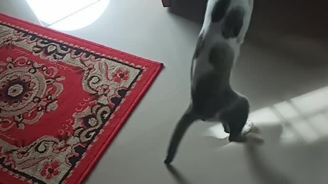 funny game of two cats