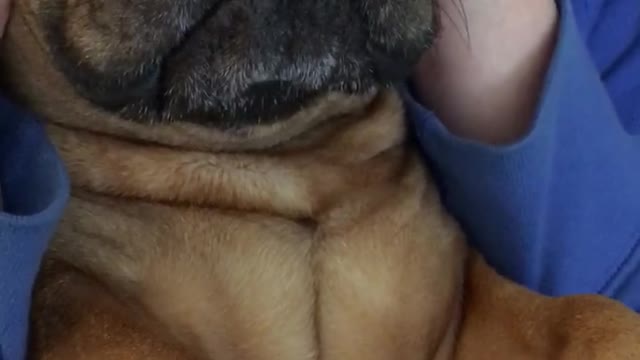 Frenchie massage