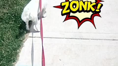 today video