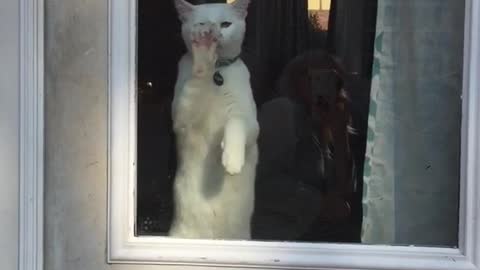 White cat scratching door window continuously