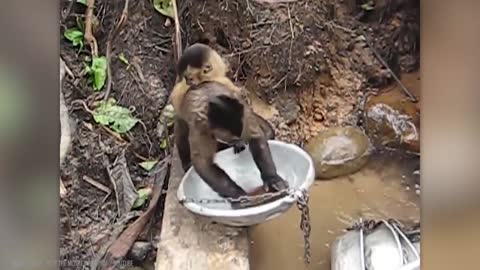 Monkey - Moments of Animal Genius That Will Amaze You