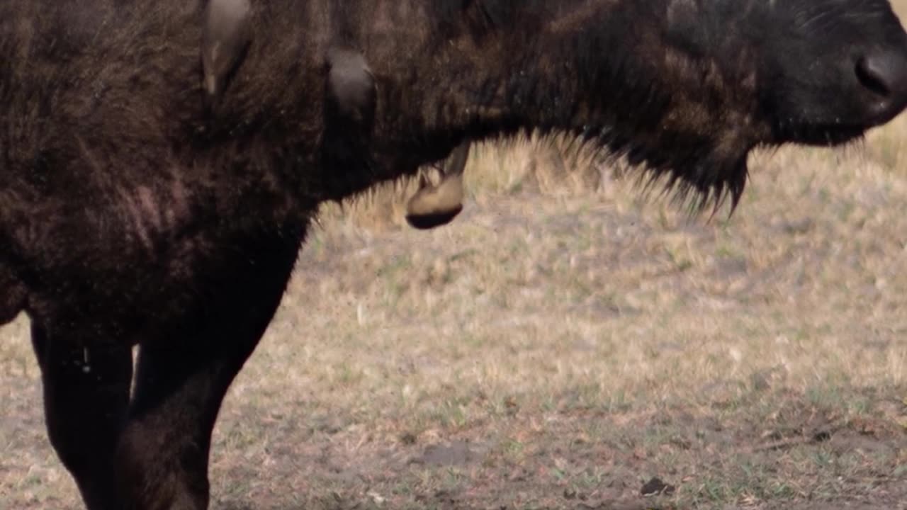 Oxpecker Bird - Nature's Spa #shorts