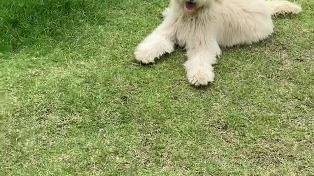 Brew walking for the first time ever!!!!