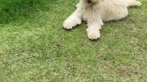 Brew walking for the first time ever!!!!
